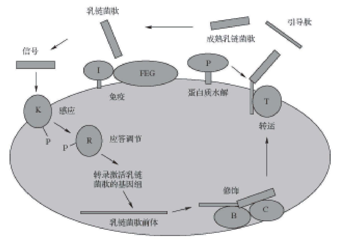 乳酸链球菌素生物合成基因簇及其生物合成的调控